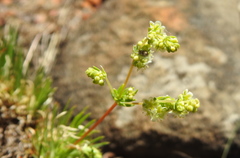 Psammotropha