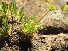 Psammotropha