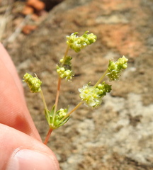 Psammotropha