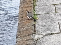 Motacilla alba