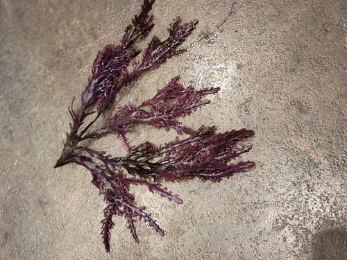 Image of Osmundea spectabilis by no rights reserved