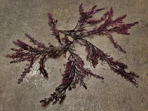 Image of Osmundea spectabilis by no rights reserved