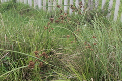 Cyperus solidus