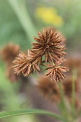 Cyperus solidus