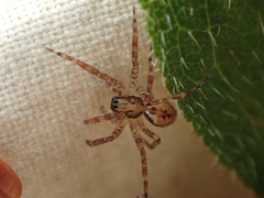 Dirksia cinctipes