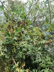 Bursera glabrifolia