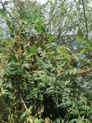 Bursera glabrifolia