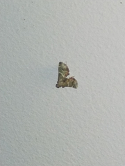 Arescoptera idiotypa