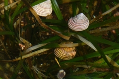 Calliostoma ligatum
