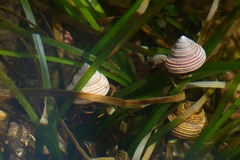 Calliostoma ligatum