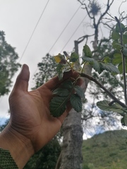 Bursera glabrifolia