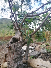 Bursera glabrifolia