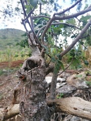 Bursera glabrifolia