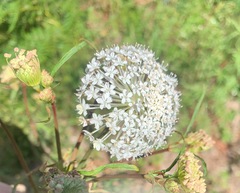 Trachymene composita composita
