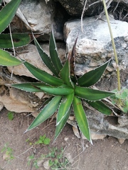 Agave convallis