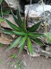 Agave convallis