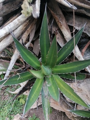 Agave convallis