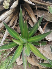 Agave convallis