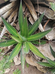 Agave convallis