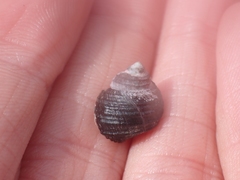Littorina sitkana