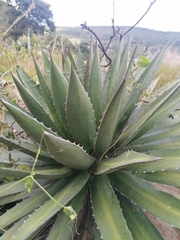 Agave convallis