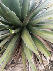 Agave convallis