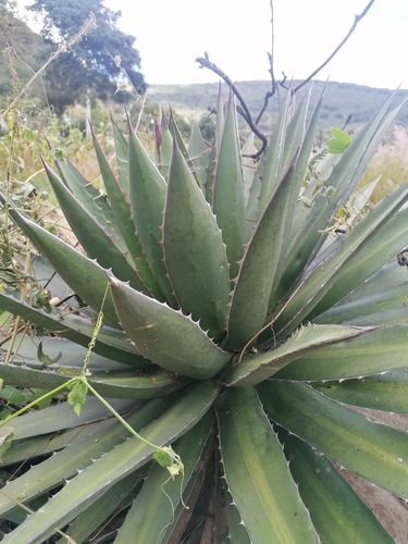 Agave convallis (Agave convallis)
