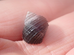 Littorina sitkana