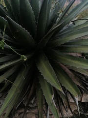 Agave convallis