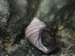 Littorina sitkana