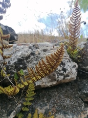 Notholaena galeottii