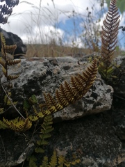 Notholaena galeottii