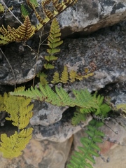 Notholaena galeottii