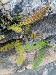 Notholaena galeottii