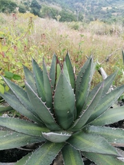 Agave kerchovei