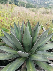 Agave kerchovei