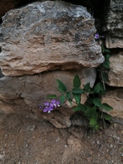 Rhinotropis californica