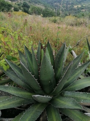 Agave kerchovei