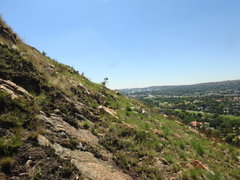 Psammotropha