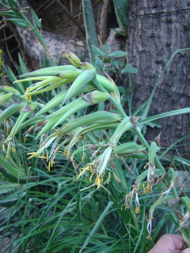 Puya mirabilis, photograph 1
