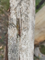 Larifugagraecia spuria