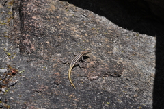 Platysaurus intermedius rhodesianus