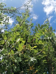 Bursera glabrifolia