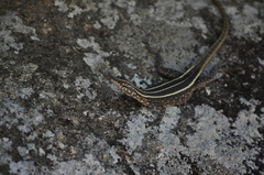 Platysaurus intermedius rhodesianus