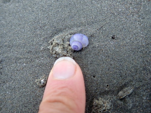 photo of Dwarf Violet Snail (Janthina exigua)