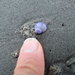 photo of Dwarf Violet Snail (Janthina exigua)