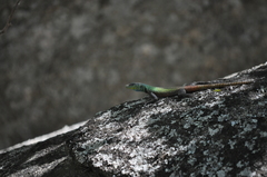 Platysaurus intermedius rhodesianus
