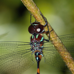 Dromaeschna weiskei