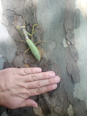 Hierodula transcaucasica