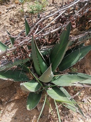 Agave convallis